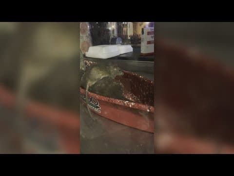 French Quarter rat video goes viral