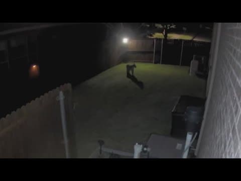 A Mountain Lion was spotted prowling around North Texas and it was not the first time