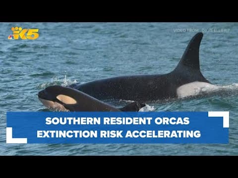 Study: Warning signs indicate Southern Resident orcas extinction risk is accelerating rapidly