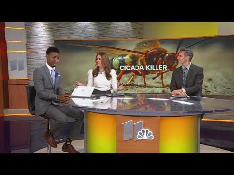 Have you seen cicada killer wasps in your yard?