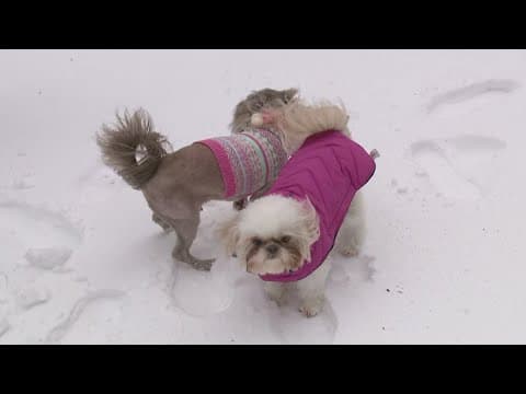 2025 SNOW: Houstonians and their furry friends enjoying the snow in Discovery Green in downtown Hous