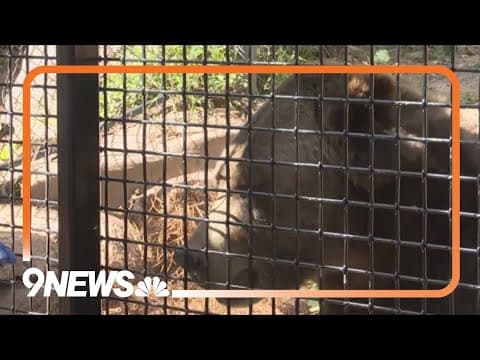 Grizzly bears return to Cheyenne Mountain Zoo