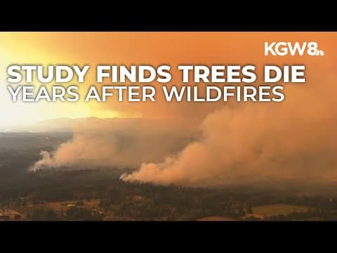 Study: Trees that survive wildfires may die years later