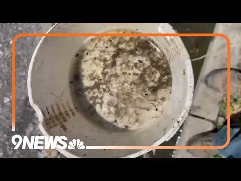 Denver health department discovers mosquito larvae during inspections