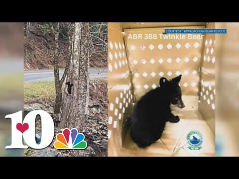 Bear cub recovering at Appalachian Bear Rescue after being hit by car in Great Smoky Mountains