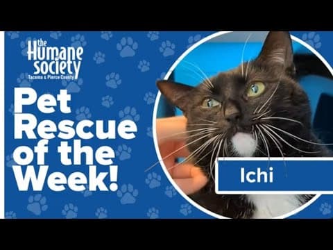 Pet Rescue of the Week: Ichi