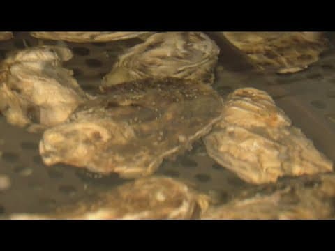 County warns against eating sport-harvested bivalve shellfish