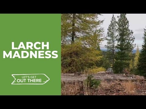 Western larch trees show off their fall colors