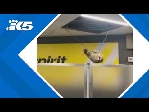 Raccoon hangs from cables inside Laguardia Airport