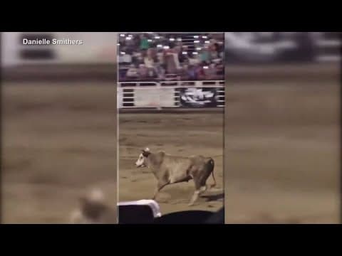 Rodeo bull that jumped fence is forced to retire