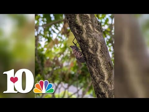 TDA: Invasive spotted lanternflies found in Knox County