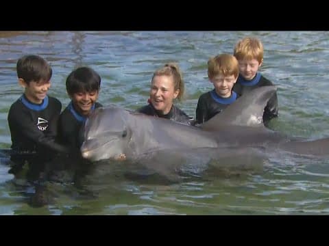 Sea World gives kids from Rady Children's chance to swim with dolphins