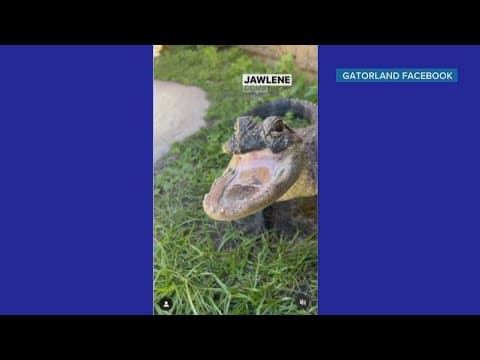 Gatorland gives heartwarming update on alligator 'Jaw-lene'
