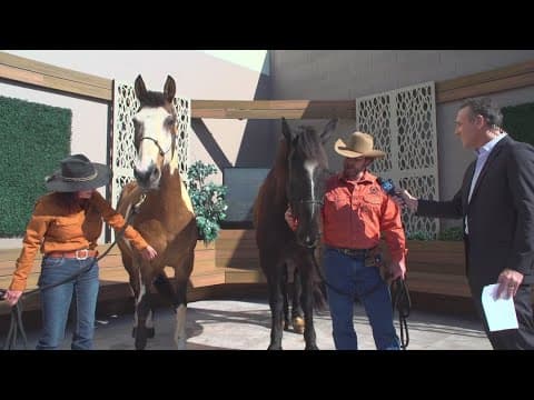 Saddles in Service | Combating suicide rates through equine-assisted learning and activities