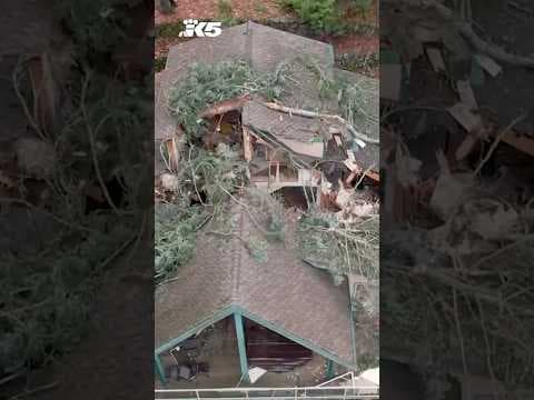 Fallen tree splits Kingston family home in half during bomb cyclone