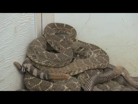 Snake lovers gather on Easter weekend for the Rattlesnake Festival in Oklahoma