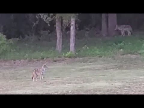 Cedar Hill residents spot bobcats and coyotes around their homes