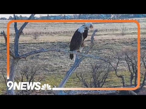 After years of tragedy, Standley Lake eagles finally raise a successful clutch