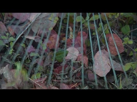 Leaves do not belong in landfills, environmental advocates say