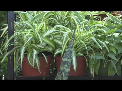 Explore the soothing benefits of easy-care houseplants