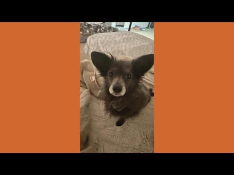 Help give Wolf, a paralyzed Pomeranian, his forever home