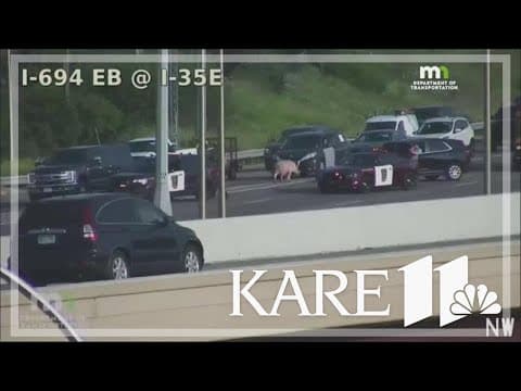 Pigs wander Minnesota highway after semi-truck rolls over