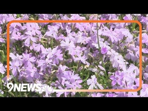 Proctor's Garden: Early perennials shine