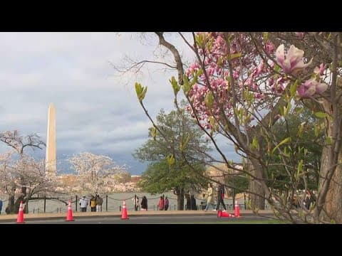 Cherry Blossom Festival underway at Tidal Basin