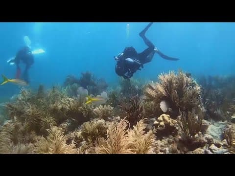 UCSD researchers develop scent that could help rebuild reefs