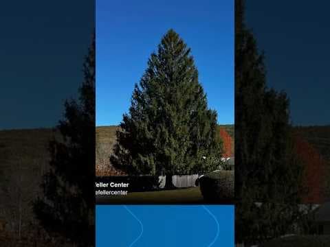 Meet this year’s Rockefeller Center Christmas tree