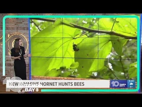 New invasive hornet species spotted in the U.S. could threaten honey production