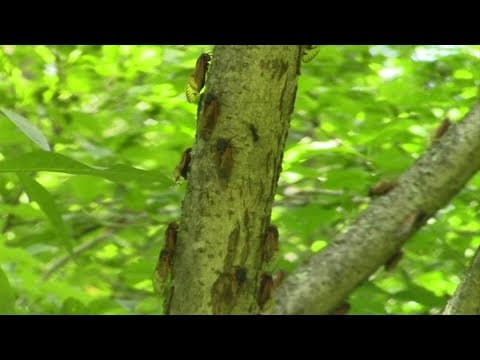 Impacts from Brood X cicadas 1 year later