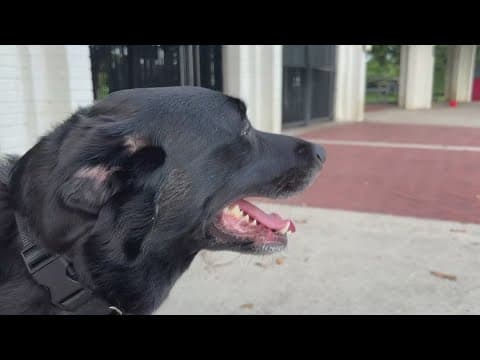 Veterinarian Warns Pet Owners of rising heat stroke Cases in dogs