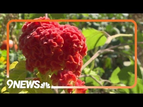 Proctor's Garden: Late-summer garden gems