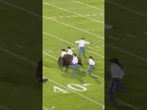 Colorado live buffalo mascot Ralphie runs before second half of Baylor game