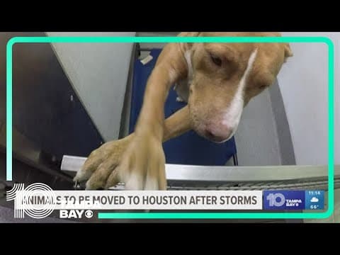 Nearly 100 animals set to be moved from SPCA Tampa Bay  to help shelter clear space