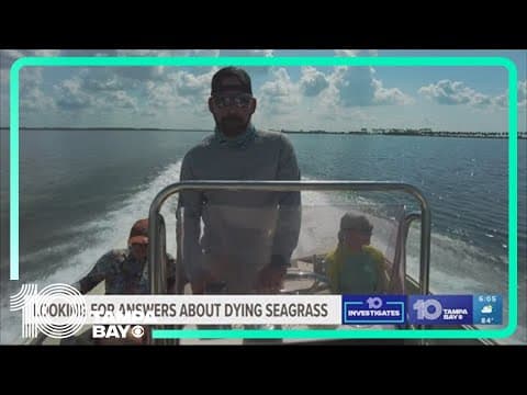 Seagrass die-off could impact how you enjoy Old Tampa Bay