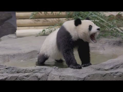 Giant pandas at National Zoo have different personality traits