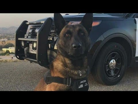 'Jester' K-9 handler also save dog bitten by rattlesnake by paying for treatment