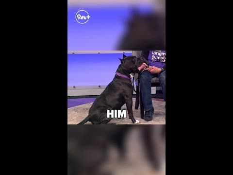 Looking to adopt a furry friend? Meet Cash, an energetic, sweet pup!