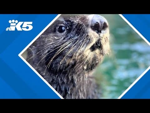 What you 'otter' know about upcoming dog day events at Point Defiance, Northwest Trek