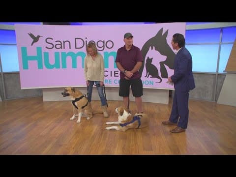 CBS 8 and the CW help two dogs find their "fur-ever" home