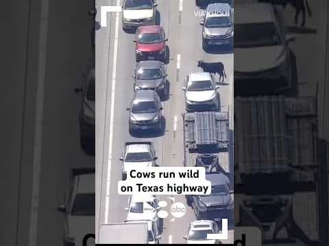 Cows and bulls got loose on a Texas highway near Houston on Monday