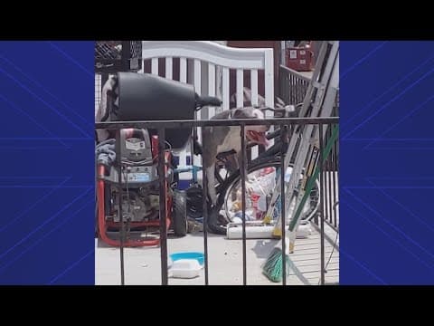 Dog left on patio dies from heat, Houston SPCA says