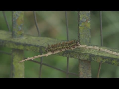 Prepare to see more Buck Moth Caterpillars this summer