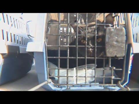 Humane Society of North Texas rescues pets from the Los Angeles fires