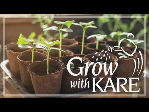 Grow with KARE: Cultivating your vegetables from seed vs. buying plants