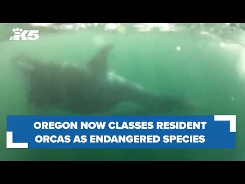 Oregon now listing resident orcas as an endangered species