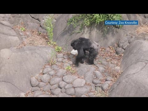 Benign tumor removed from Zoo Knoxville chimpanzee during historic spinal surgery