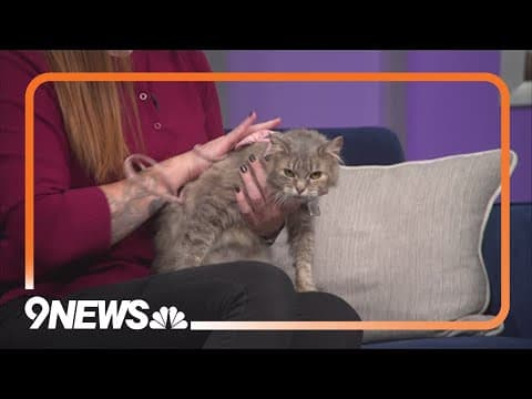 Eloise is a loveable senior cat that needs a forever home